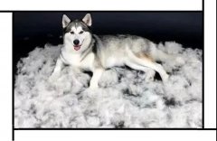 毛質差、過度脫毛？華興重磅推出犬美毛處方糧